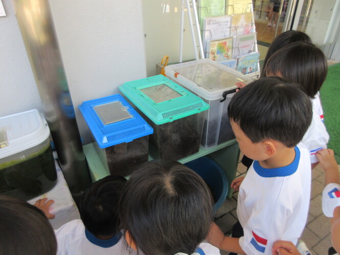 カブトムシの幼虫の入れ物を見ている子どもたち