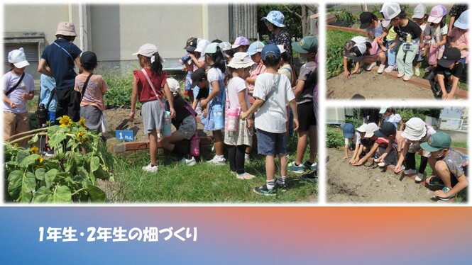 畑