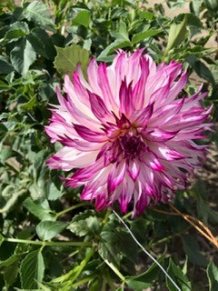 花