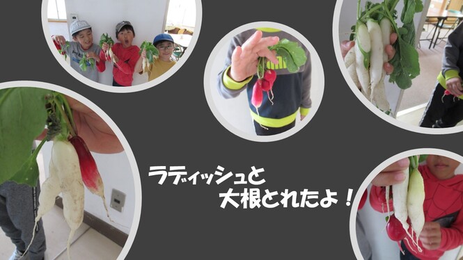 ラディッシュ