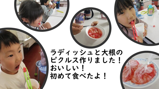 ラディッシュと大根