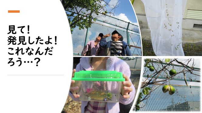 環境体験学習