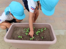 芽を見つけた子どもたちの写真