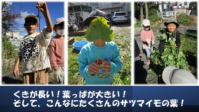 さつまいも