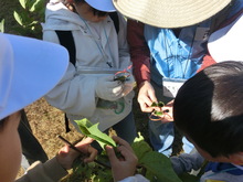 環境体験学習（きずきの森）の様子5