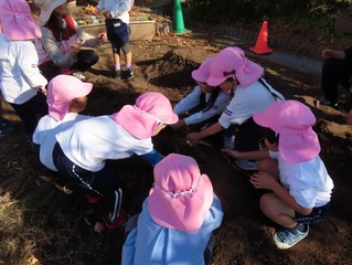 玉ねぎの苗を植えている子どもたちの写真
