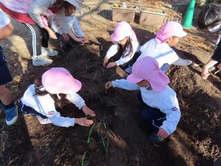 玉ねぎの苗を植えている子どもたちの写真