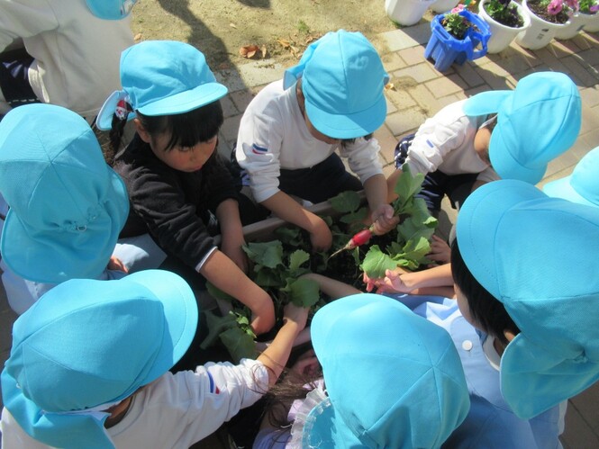 二十日大根を収穫している子どもたちの写真