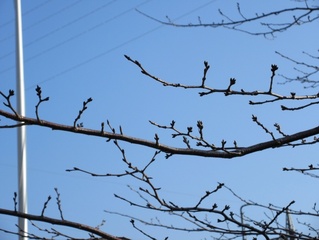 桜のつぼみの写真