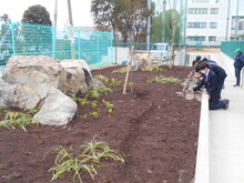 完成した植栽の写真
