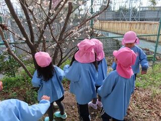 サクランボの花を見ている子どもたちの写真