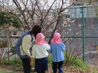 サクランボの花を見ている子どもたちの写真