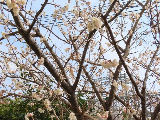 サクランボの花の写真