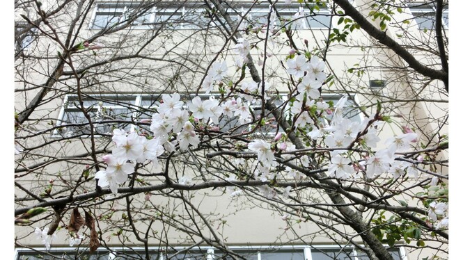 中庭の桜の様子
