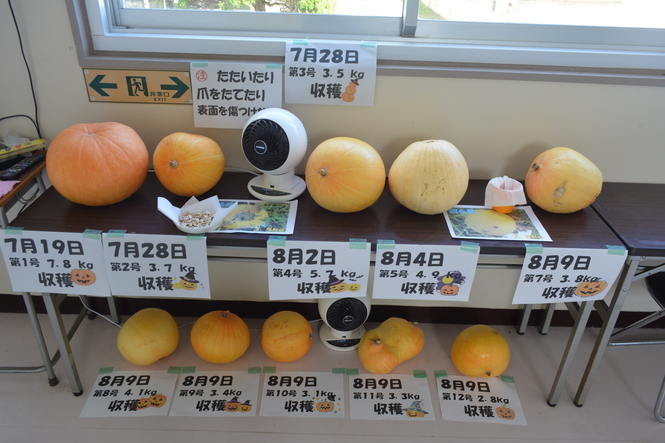 かぼちゃの写真