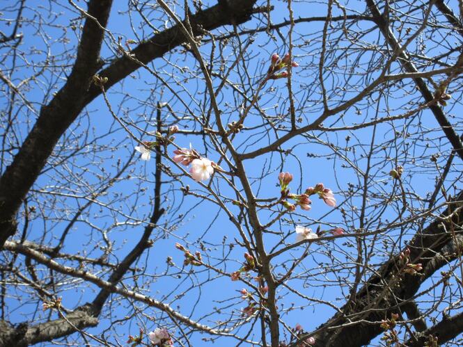 桜の写真