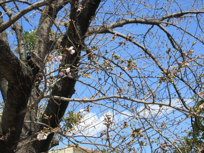 桜の写真