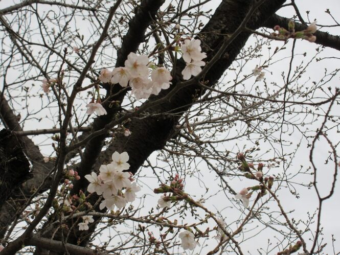 花の写真