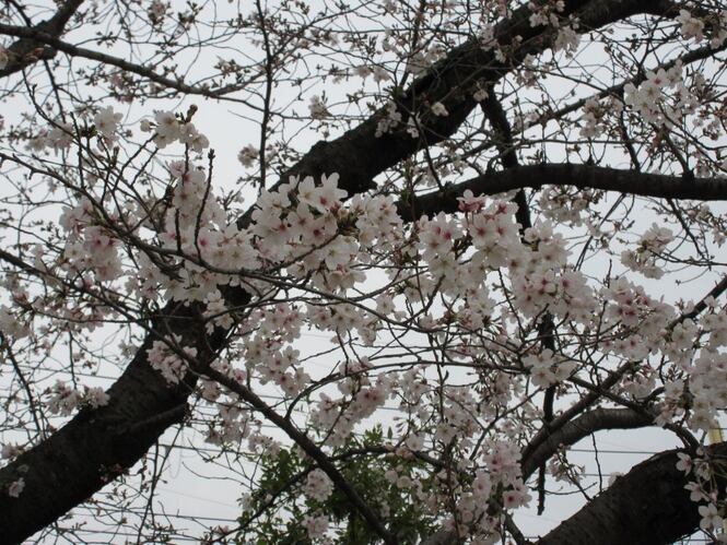 桜の写真