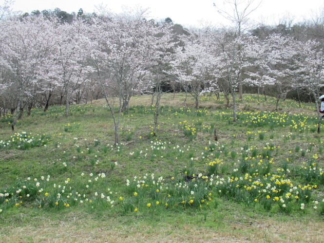 ごろく山里