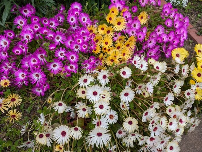 花