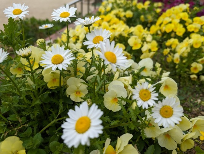花