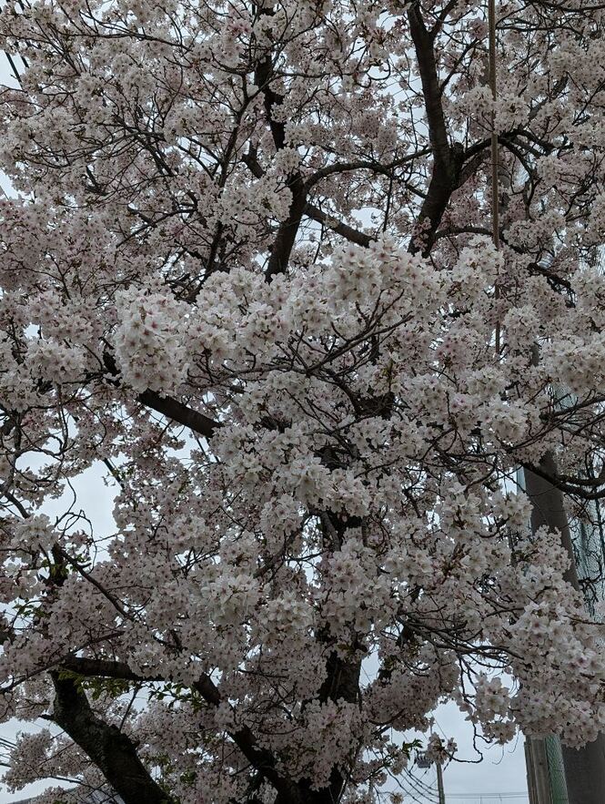 桜