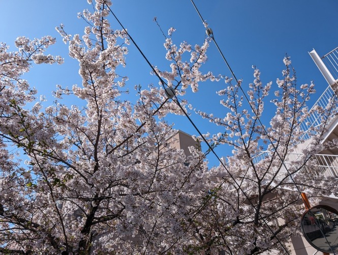 桜