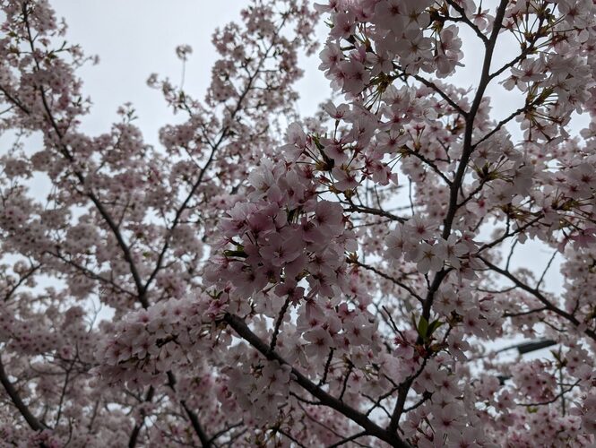 桜