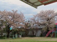 桜の写真