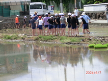 田植え1