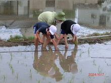 田植え3