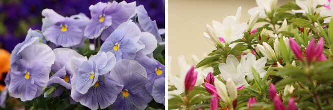 学校の花壇