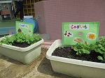 ジャガイモの芽が出て、葉も出てきました。