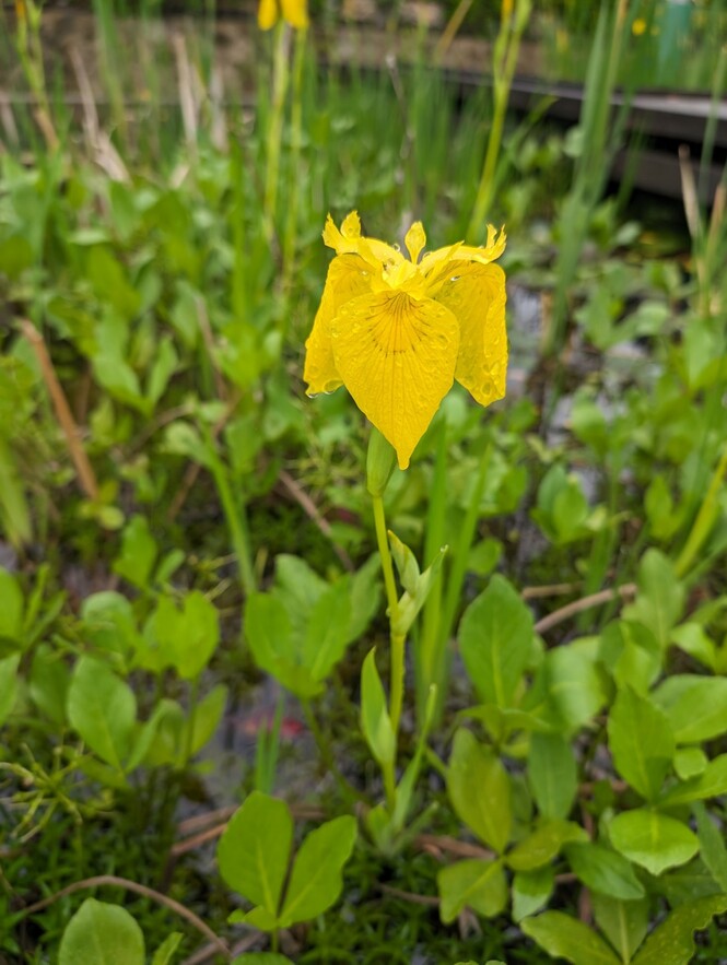 黄菖蒲