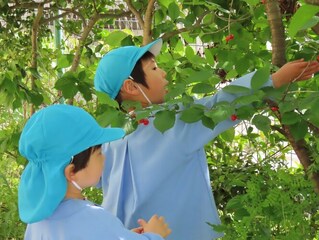 さくらんぼ摘みをしている子どもたちの写真