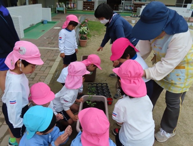夏野菜の苗を植えている子どもたちの写真