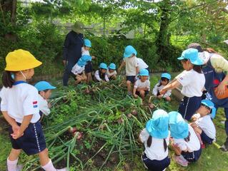玉ねぎ掘りをしている子どもたちの写真