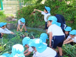 玉ねぎ掘りをしている子どもたちの写真