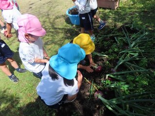 玉ねぎ掘りをしている子どもたちの写真