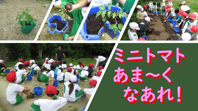 2年生トマト