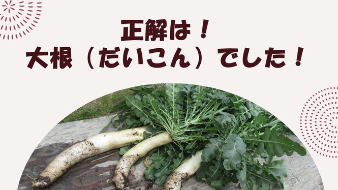 大根