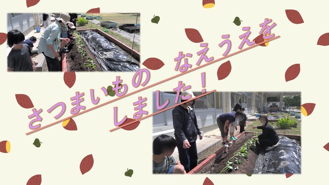 チャレンジ学級のさつまいも掘りです。