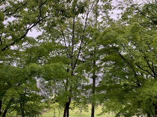 雨