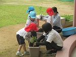 2人で1本の苗を、植えました。