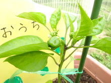 やさい