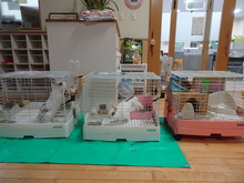 動物