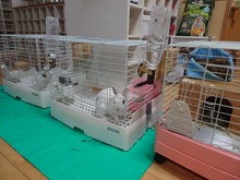 動物