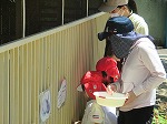 たくさん芽が出たので、植え替えきれない葉大根の葉っぱを、集めて、ウサギのペコちゃんにあげました。