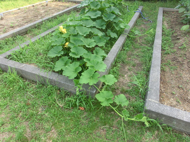 かぼちゃ